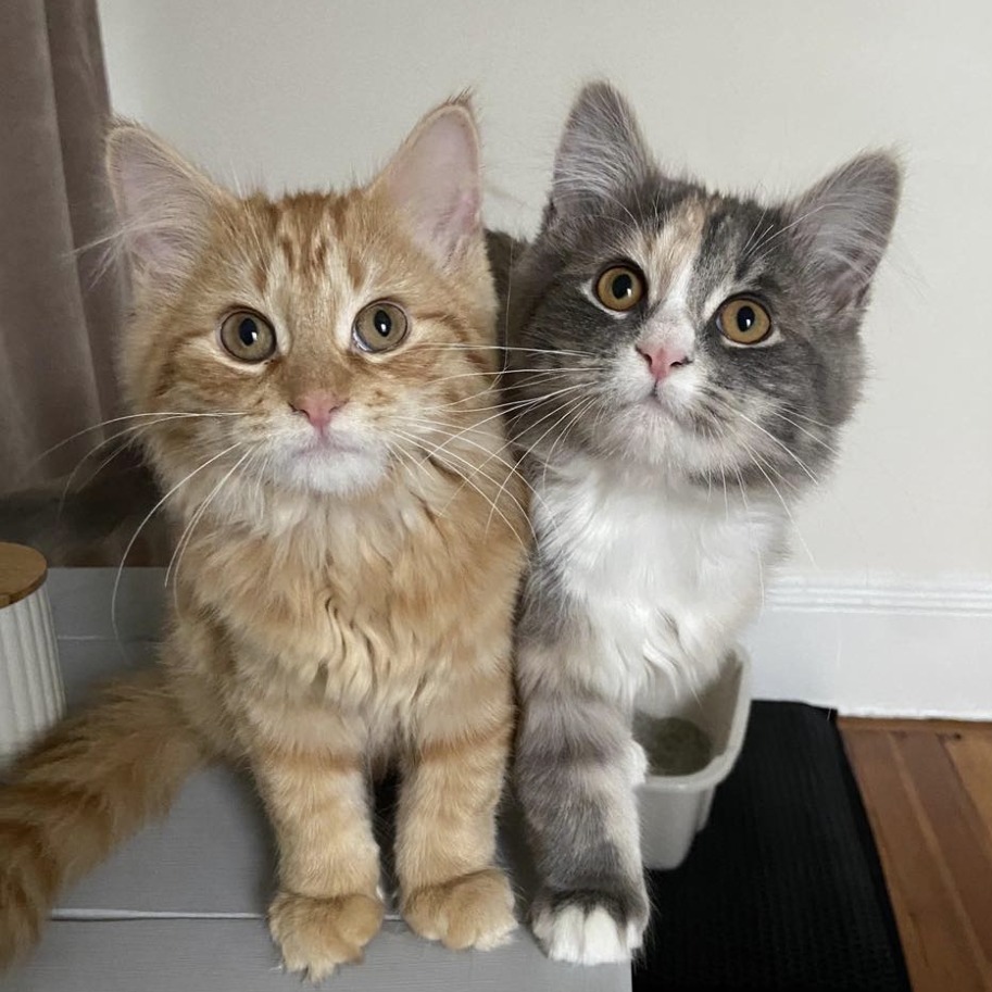 Petsmart kittens near clearance me