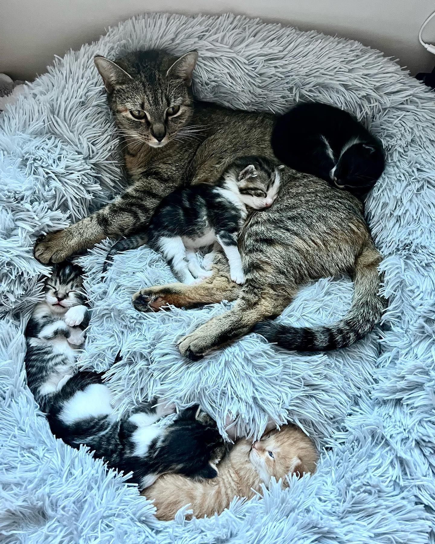 Foster Kitten Angels