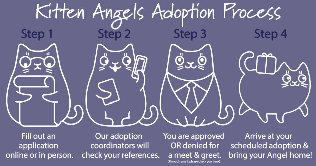 Cats & Kitten Rehoming & Adoption - How It Works